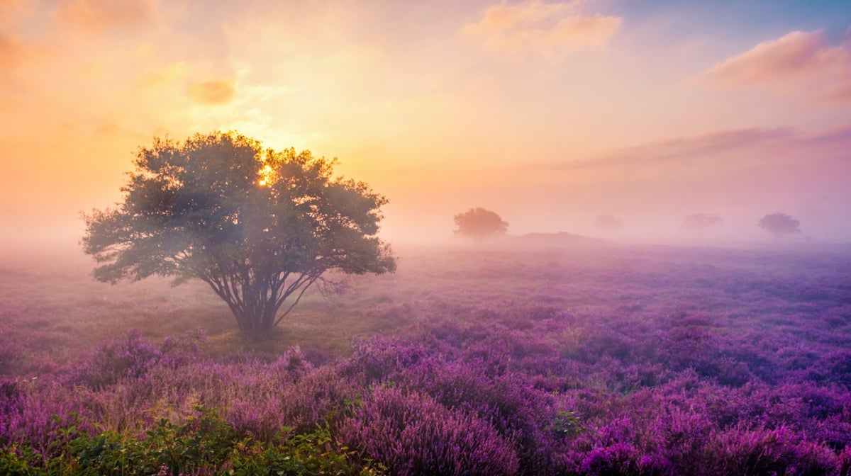 Vibrant heather fields stretch across the landscape as the sun rises over the Dutch landscape, enveloping the area in a soft, magical mist. Zuiderheide Veluwe Netherlands