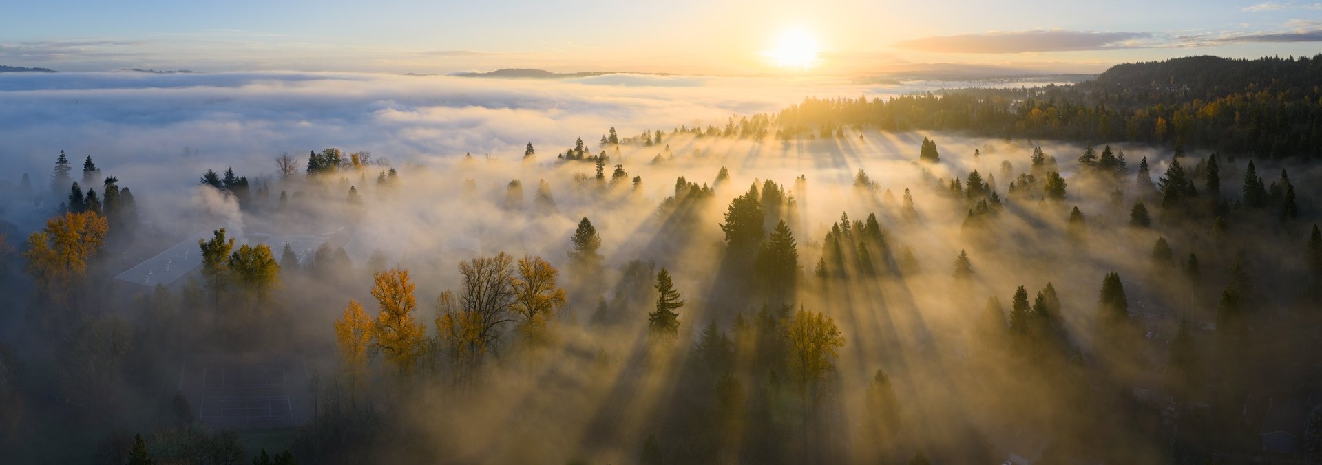 Soft misty forest at dawn with warm golden light filtering through the trees